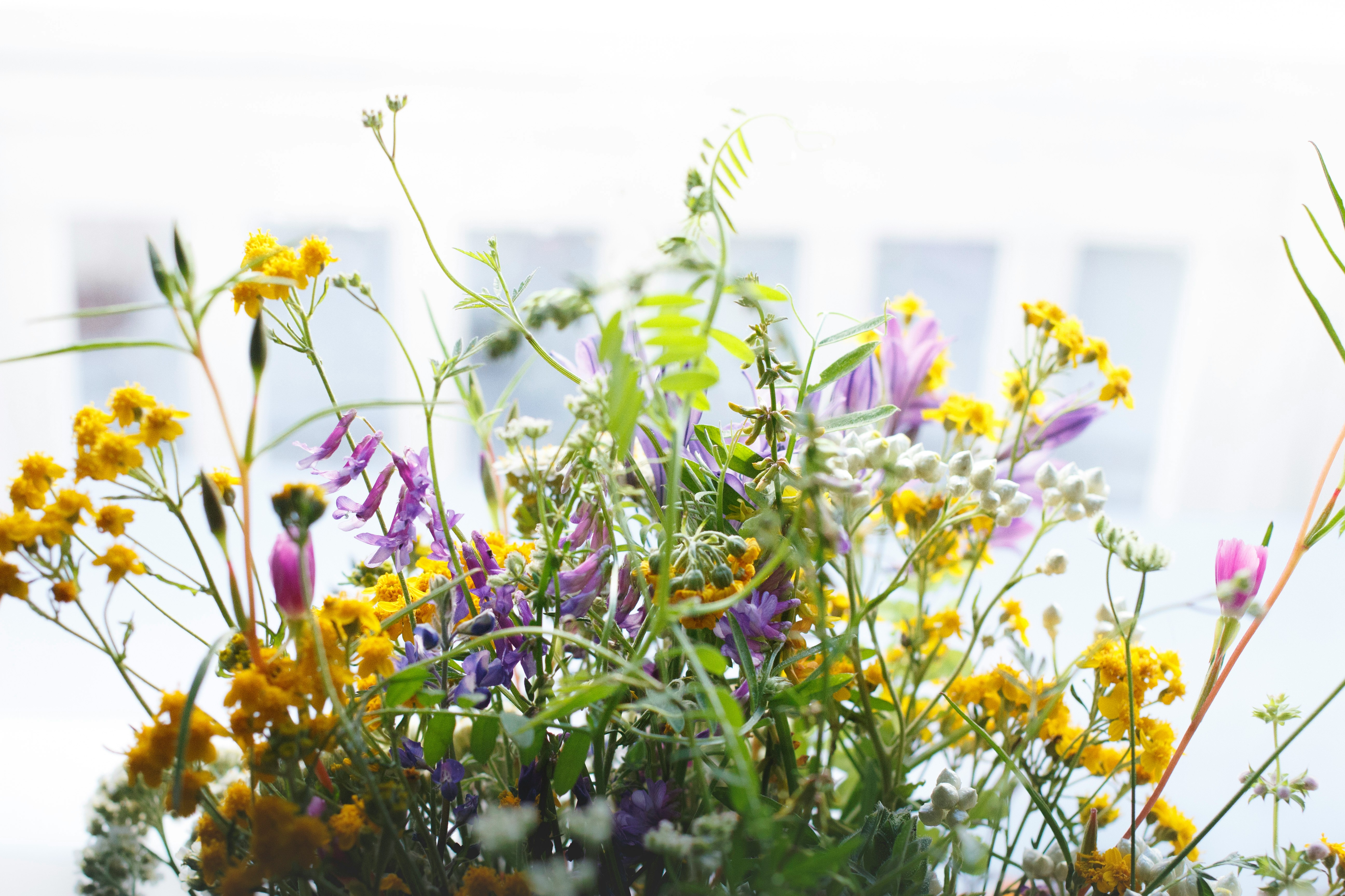 yellow and purple petaled flowers